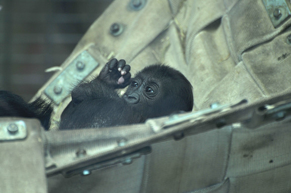 Baby gorilla in a hammock