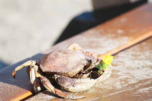 Crab bearing gifts