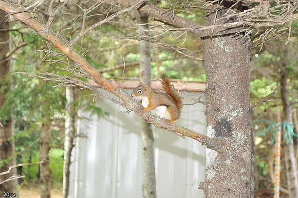 Red squirrel