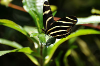 southern zebra butterfly