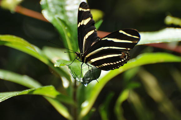 southern zebra butterfly