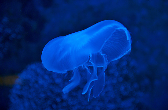 Moon jelly