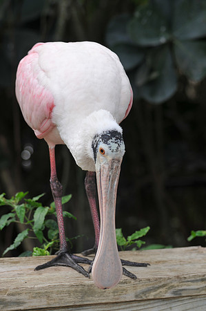 Roseate Spoonbill