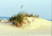 Virginia Beach Dune