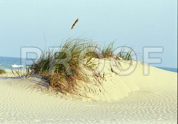 Virginia Beach Dune