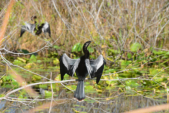 Anhinga