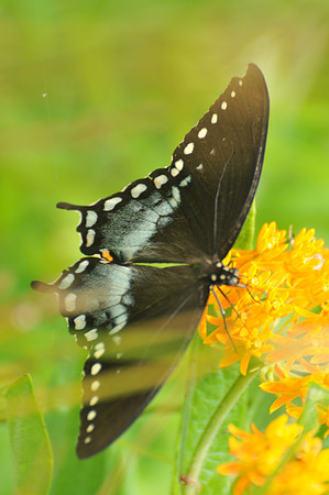 Black swallowtail