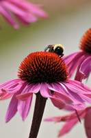 Bumble on a cone flower