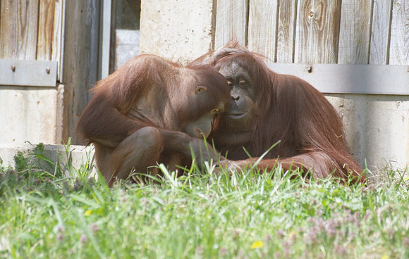 Mother and Son