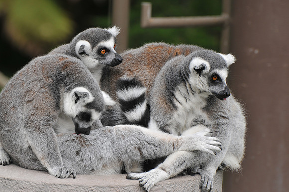 Lemur crew