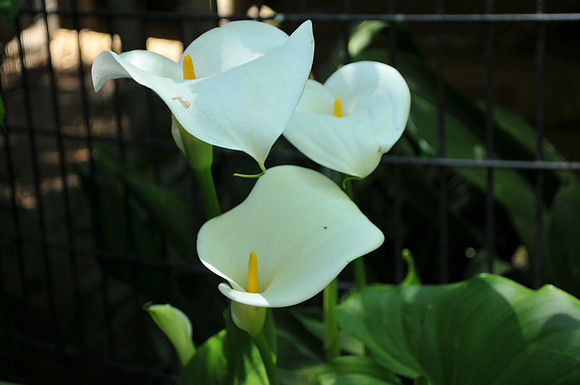 Calla lily