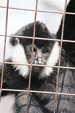 Prisoner Gibbon