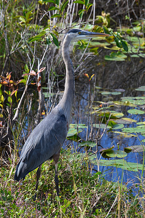 Great Blue Heron