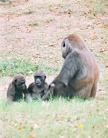 Mom gorilla and twins