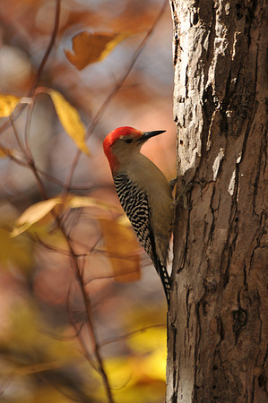 Southern ladderback woodpecker