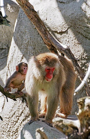 Snow monkey mom and son