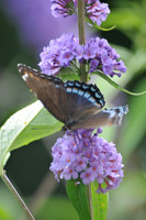 Black swallowtail
