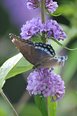 Black swallowtail