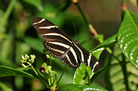 southern zebra butterfly