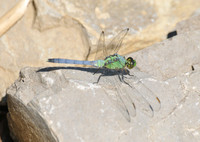 BUTTERFLIES - BEES - DRAGONFLIES