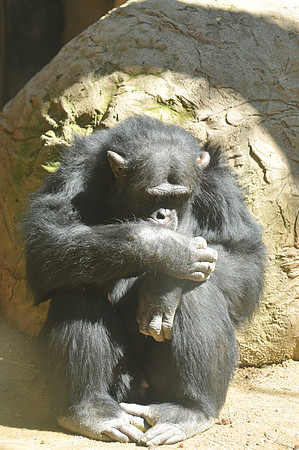 Chimp deep in thought