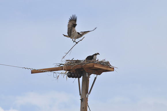 Osprey nest building