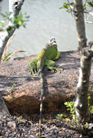 Iguana
