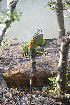 Iguana