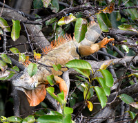 Iguana