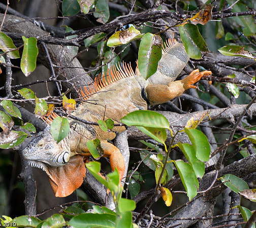 Iguana