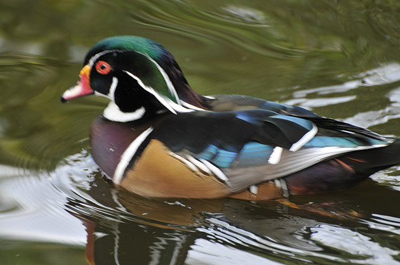 Wood duck