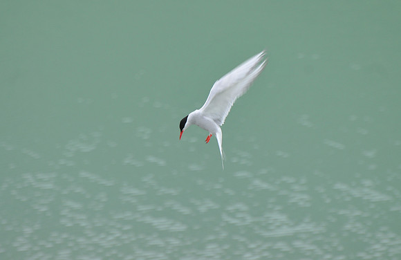 Arctic tern