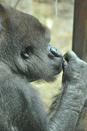 Contemplative silver back