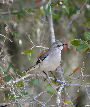 Mockingbird